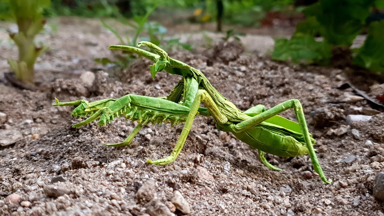 자르지 않고 종이 한장으로 접은 사마귀 [씨에스타 종이접기] Origami Praying Mantis