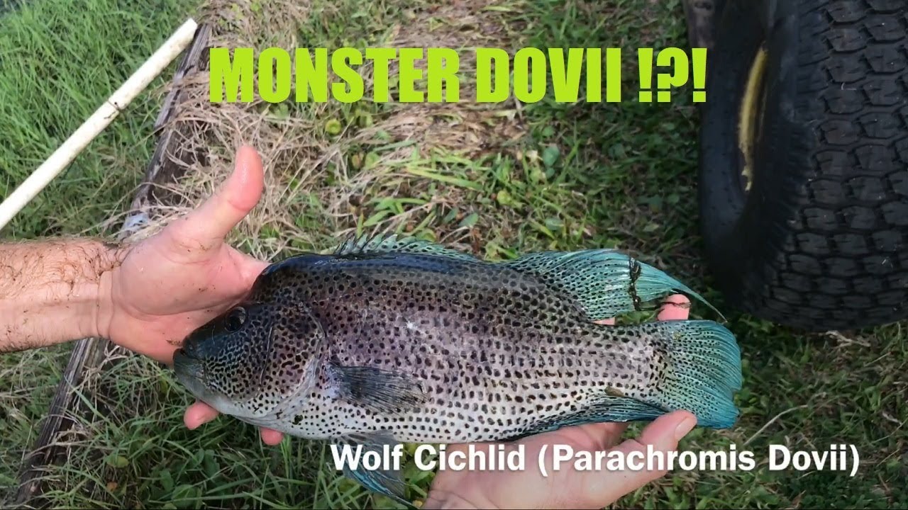 MONSTER DOVII Caught from the pond At Imperial Tropicals