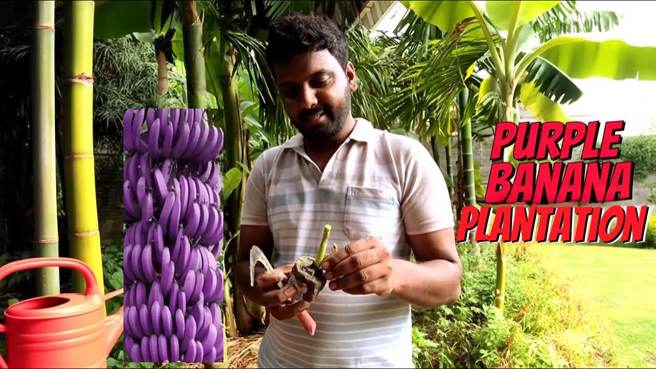 Fruit Plant Plantation: Purple Banana, Orange & Pista | Organic Farming Tips