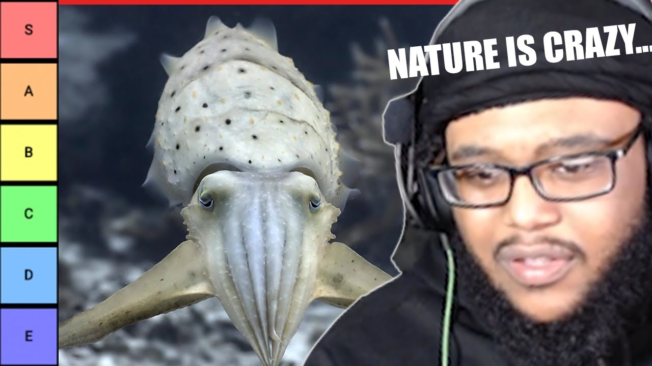 MOLLUSKS ARE CRAZY ASF (The Mollusk Tier List reaction)