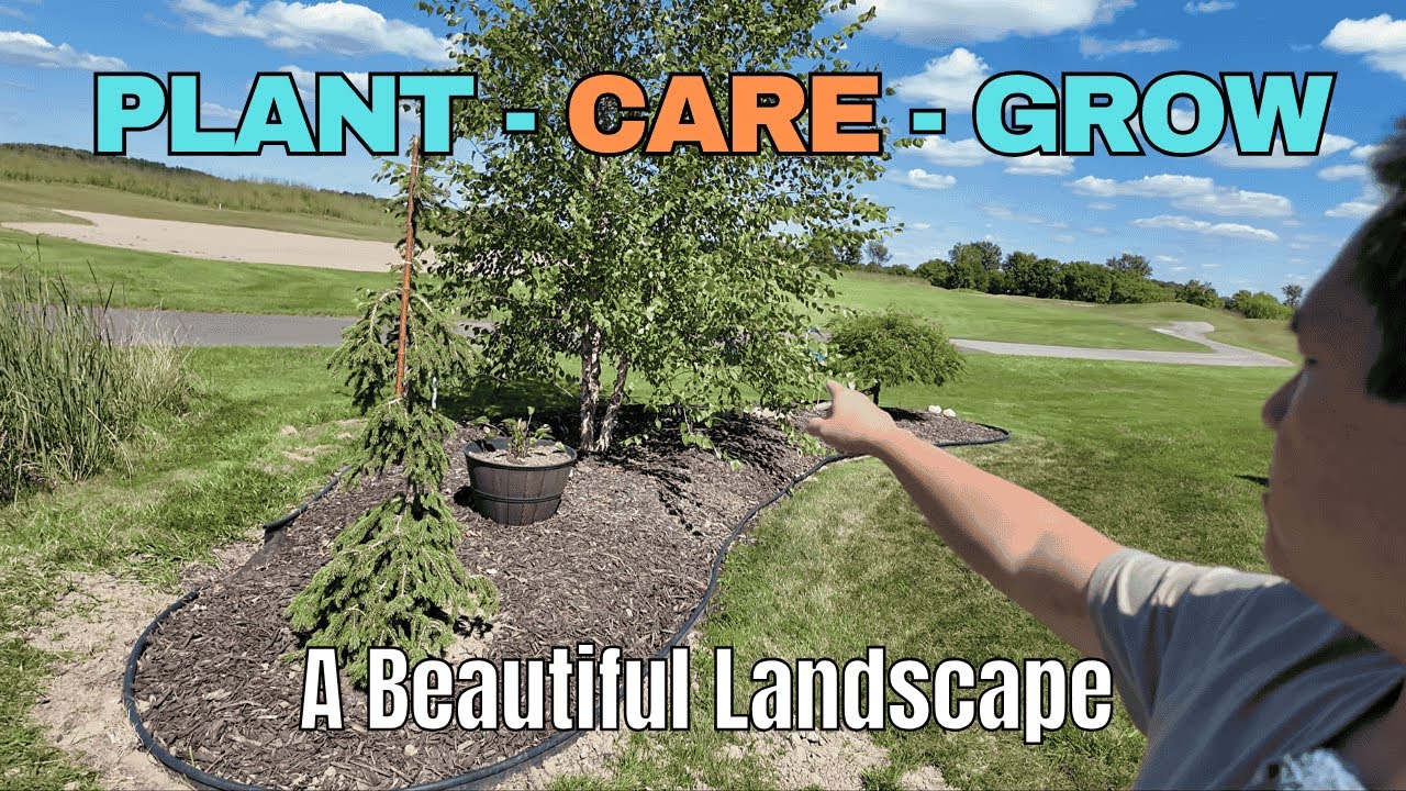 CARE GROW🌲Green Giant Arborvitae, Weeping White Spruce, Ginkgo Biloba Jade Butterfly, Heritage Birch