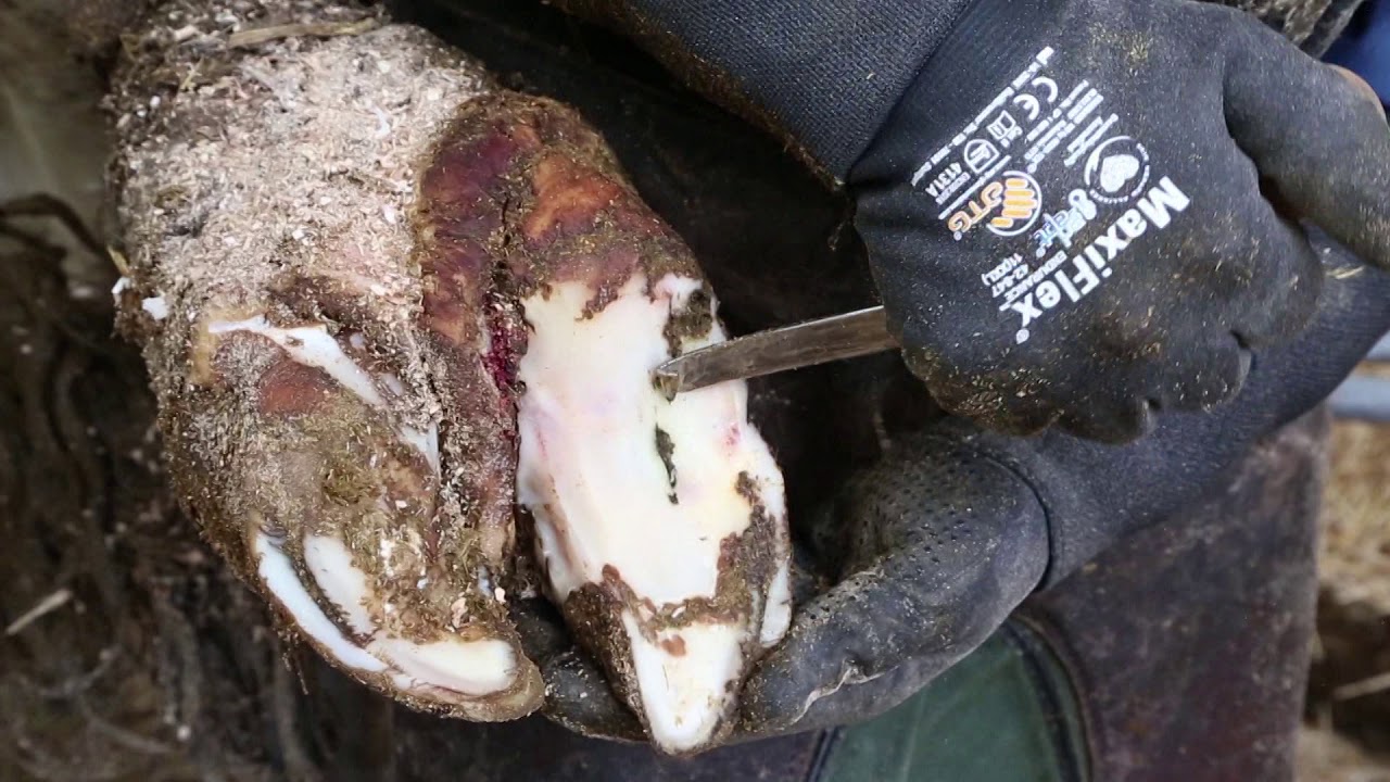 COSEREL taille onglons bovins