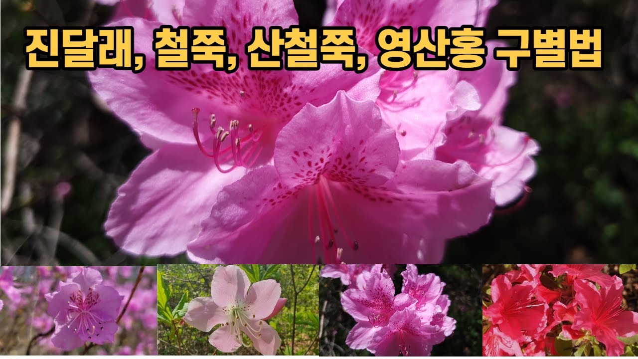 진달래, 철쭉, 산철쭉, 영산홍 구별법