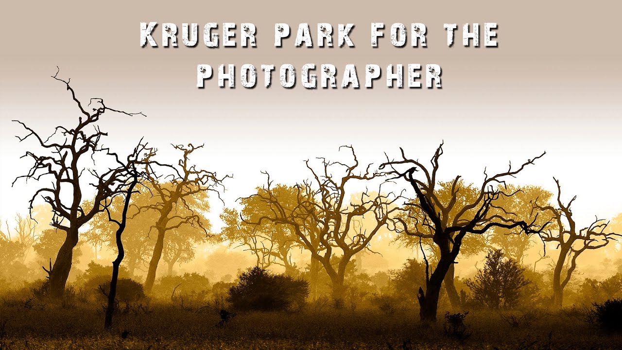 Wildlife photography in Kruger National Park - How to take the winnings shots