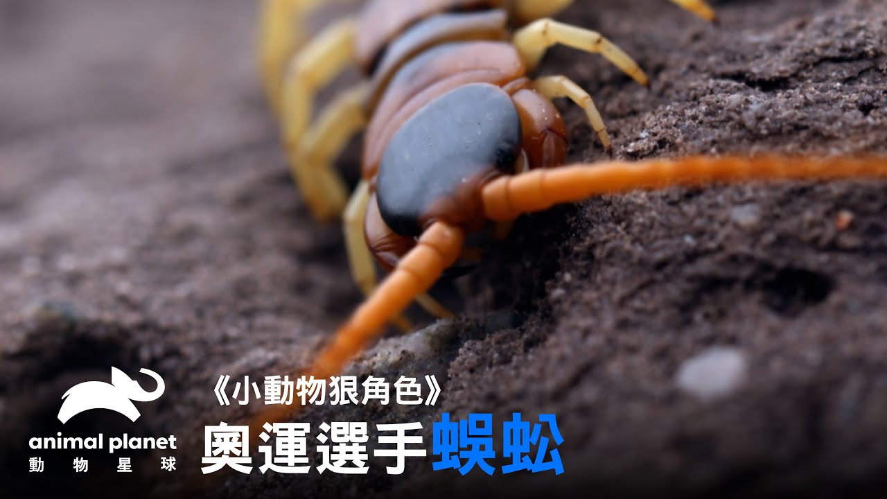 奧運短跑選手—蜈蚣 請就位！｜動物星球頻道