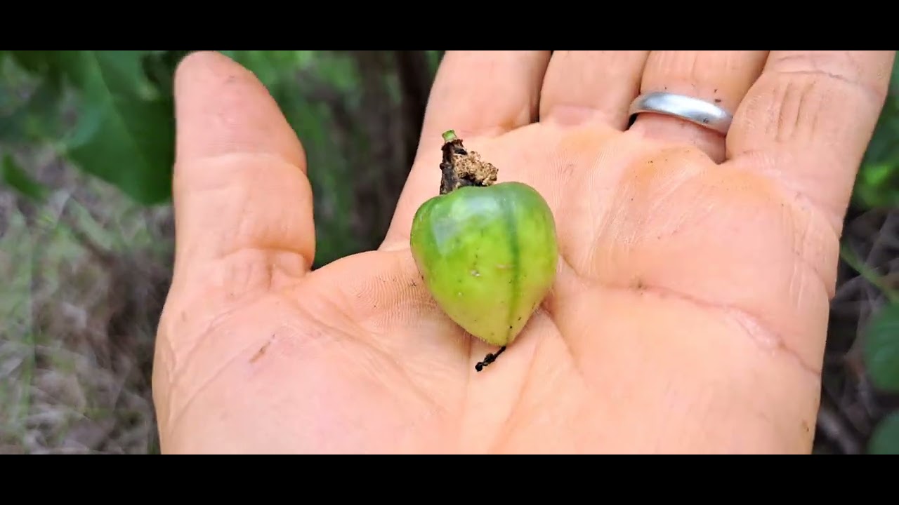 Quem aí ja conhecia este tipo de maracujá?