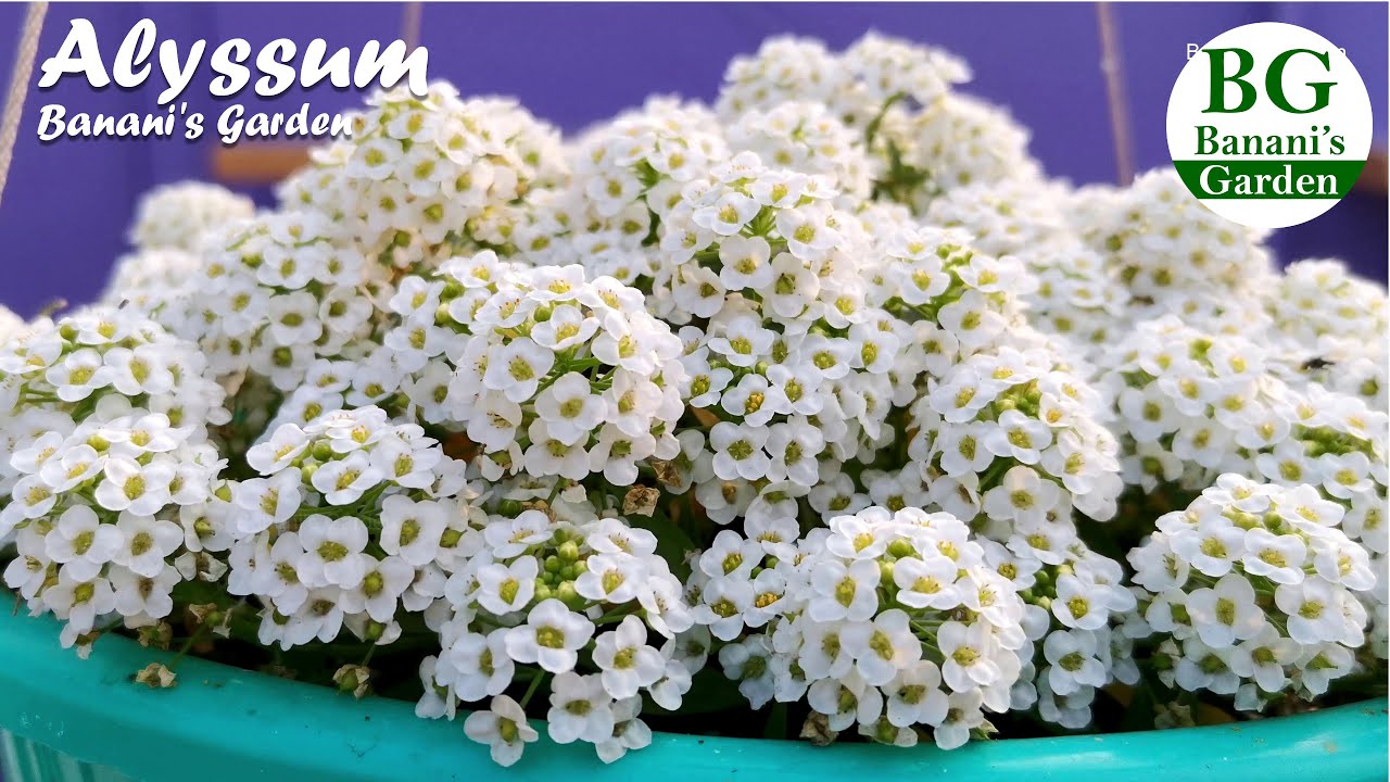 Alyssum flower: How to grow and take care | Growing Alyssum flower in Hanging Basket