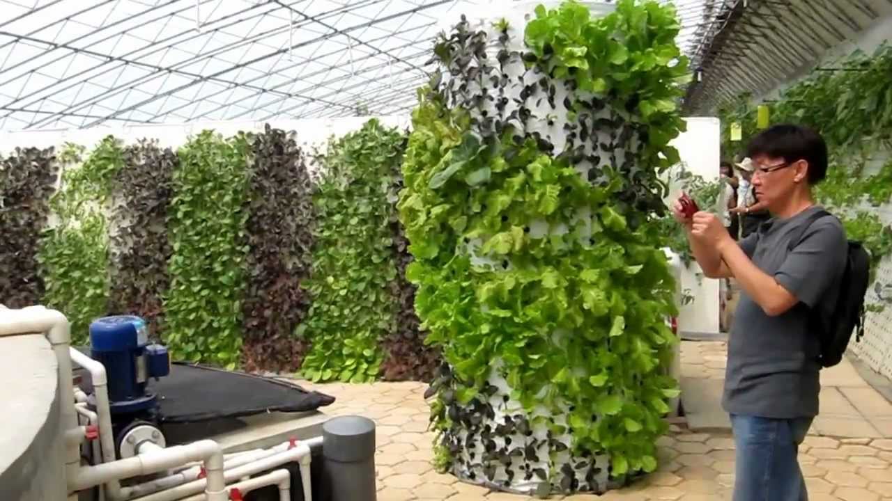 AAAP Aquaponics Community Farming 2