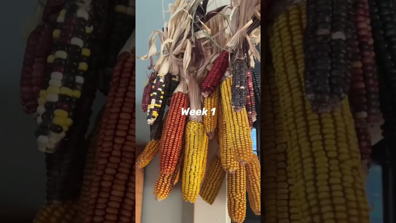 Living off the Land: Week 12! #homesteading #urbanhomesteading #sustainableliving #offgridliving