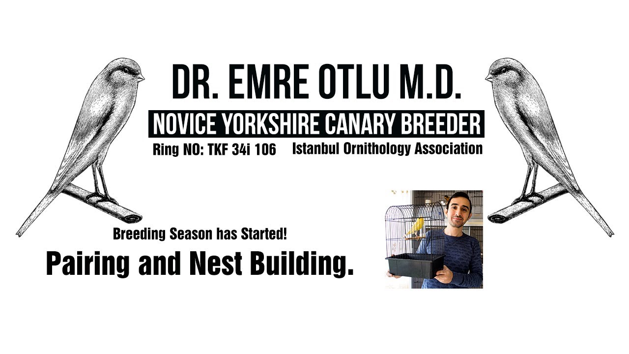 Yorkshire Canaries - Breeding Season - Pairing and Nest Building