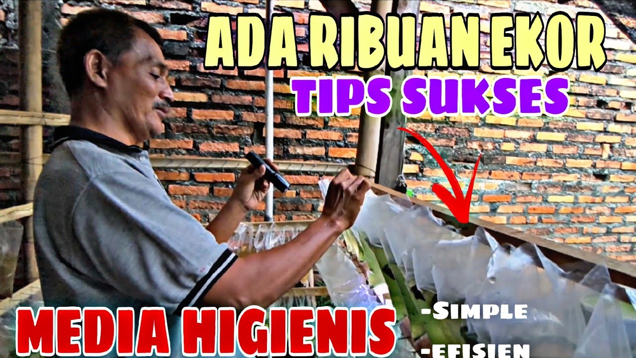 Penjual ikan black mamba ‼️