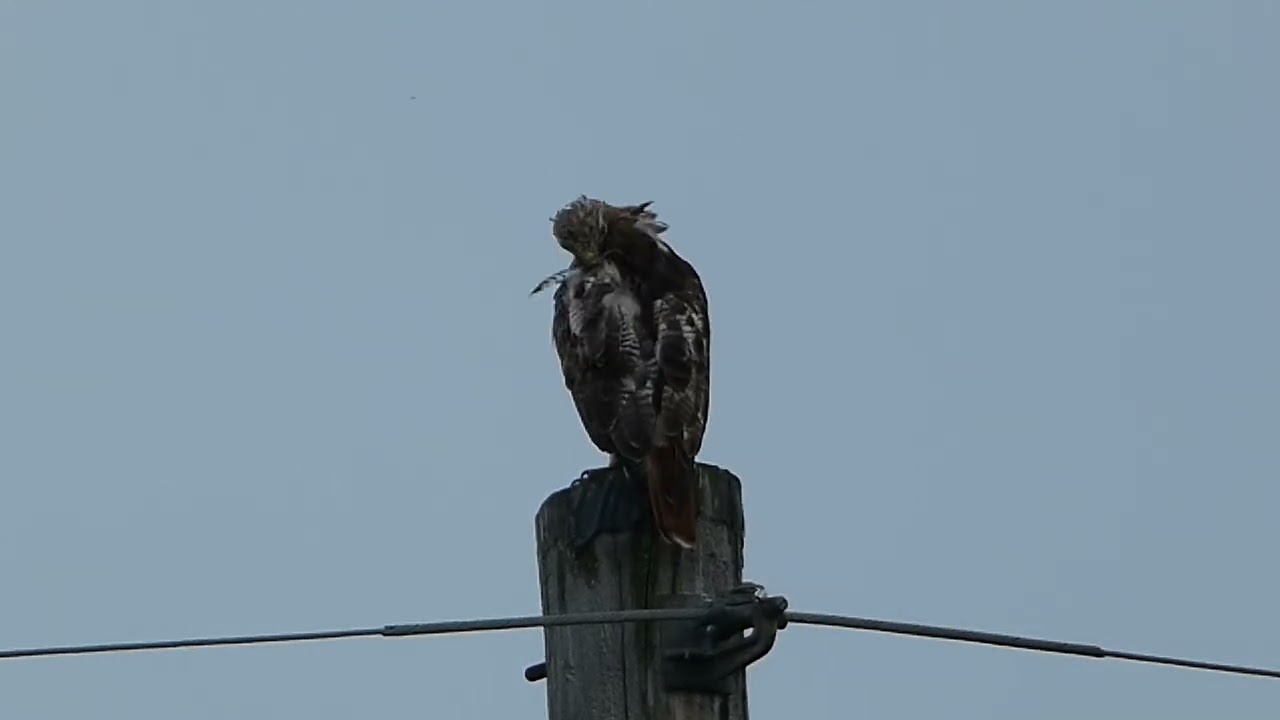 Red-Tailed Hawk preening and being pestered by a Blue Jay. 7/26/2025 @mattmathias2119