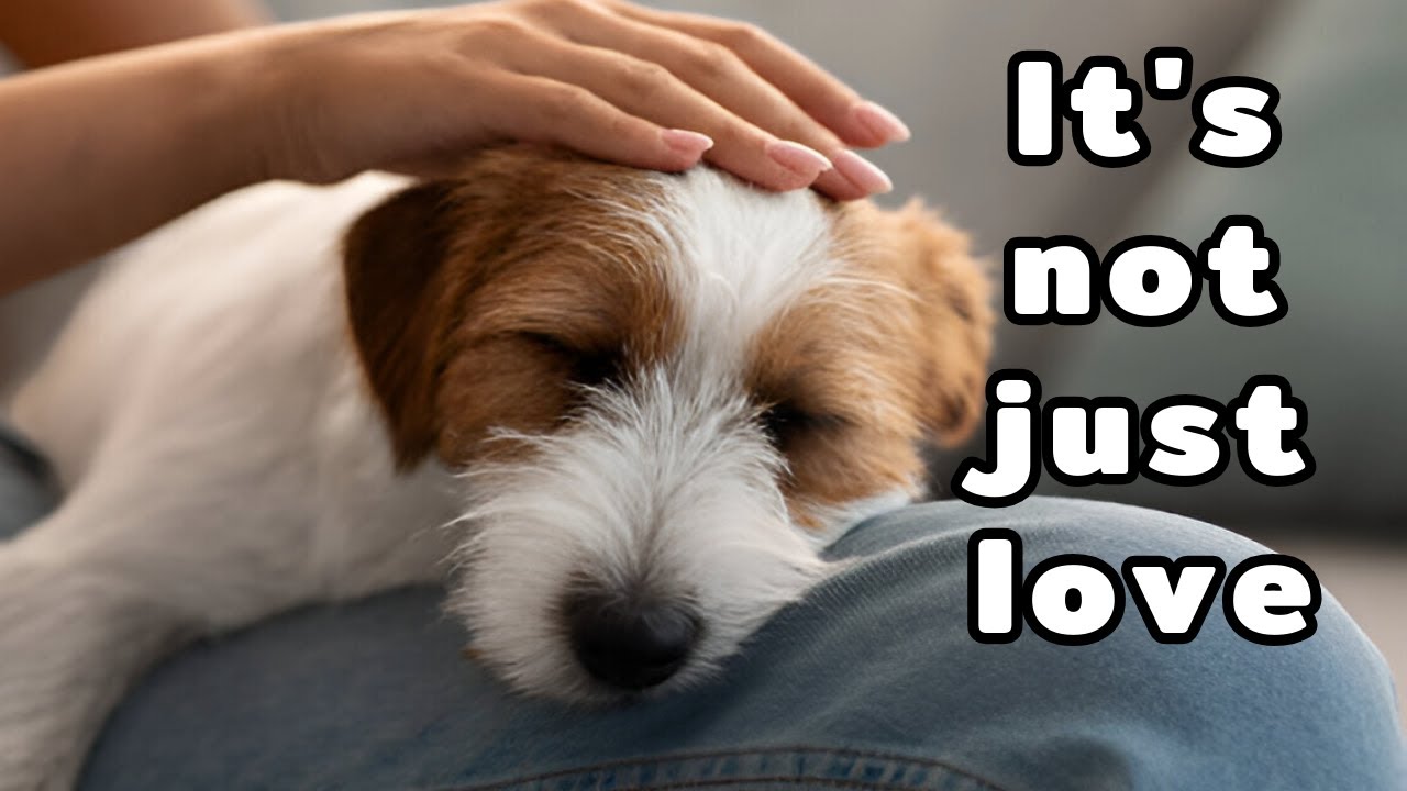 The Real Reason Your Dog Leans On You
