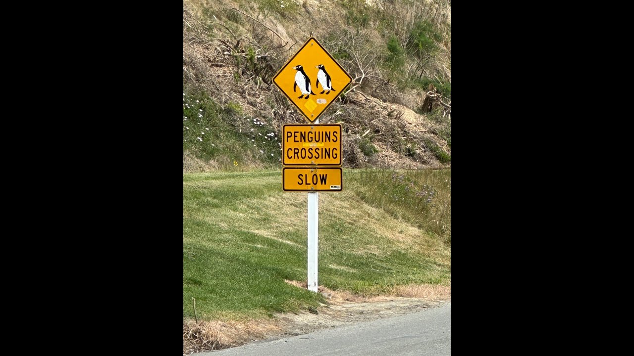 NUEVA ZELANDA Dia 17   DUNEDIN  CHRISTCHURCH   19 OCTUBRE