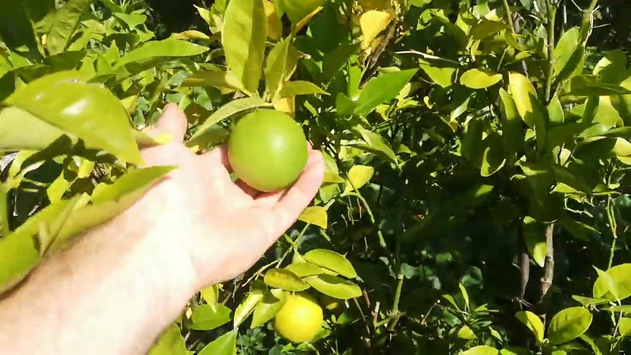 O.326 Kwitnące kumkwaty, cytrusy jesienią