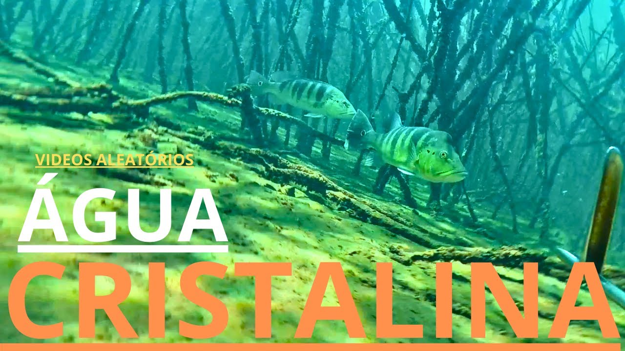 FAMA SUB - PESCA SUB /  ÁGUA CRISTALINA .