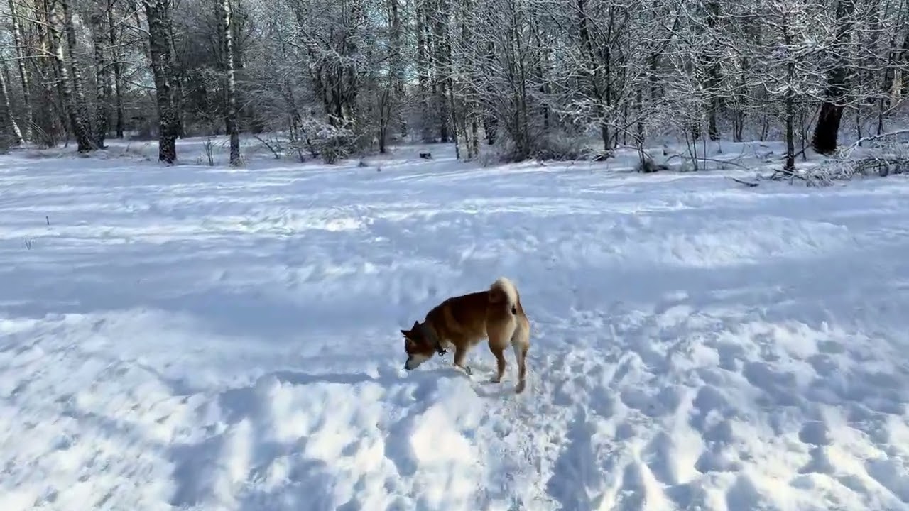Lisko Shiba