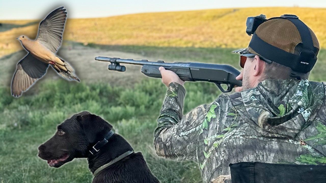 Тестирование лучших чучел для голубей в день открытия