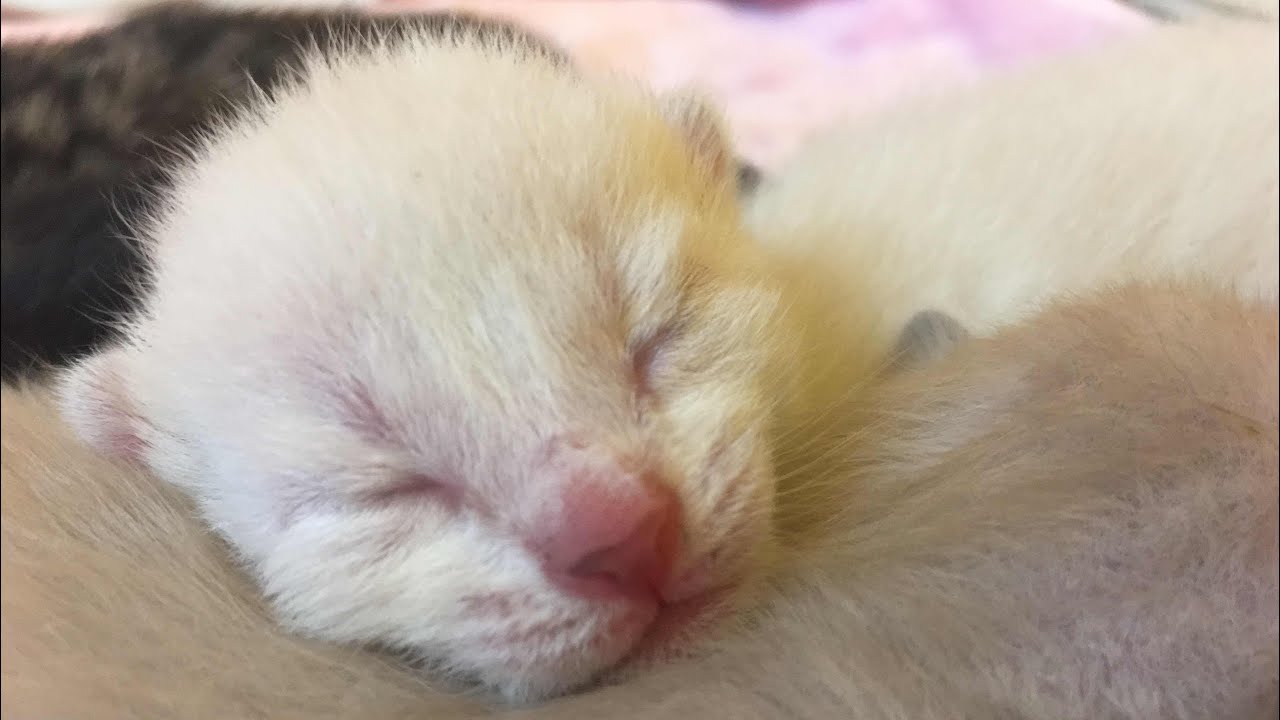 Scope and her Babies! New Foster Kittens!