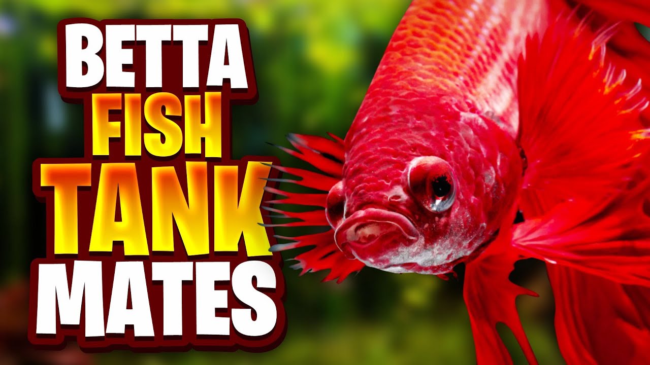 Betta Fish Tank Mates – The Truth About Shrimp, Snails & More!