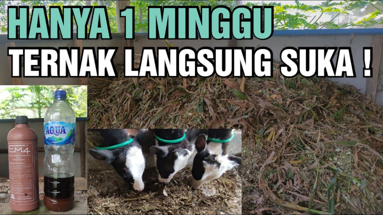 Silase tebon jagung lengkap ! dari awal sampai akhir hanya pakai em4 dan molases