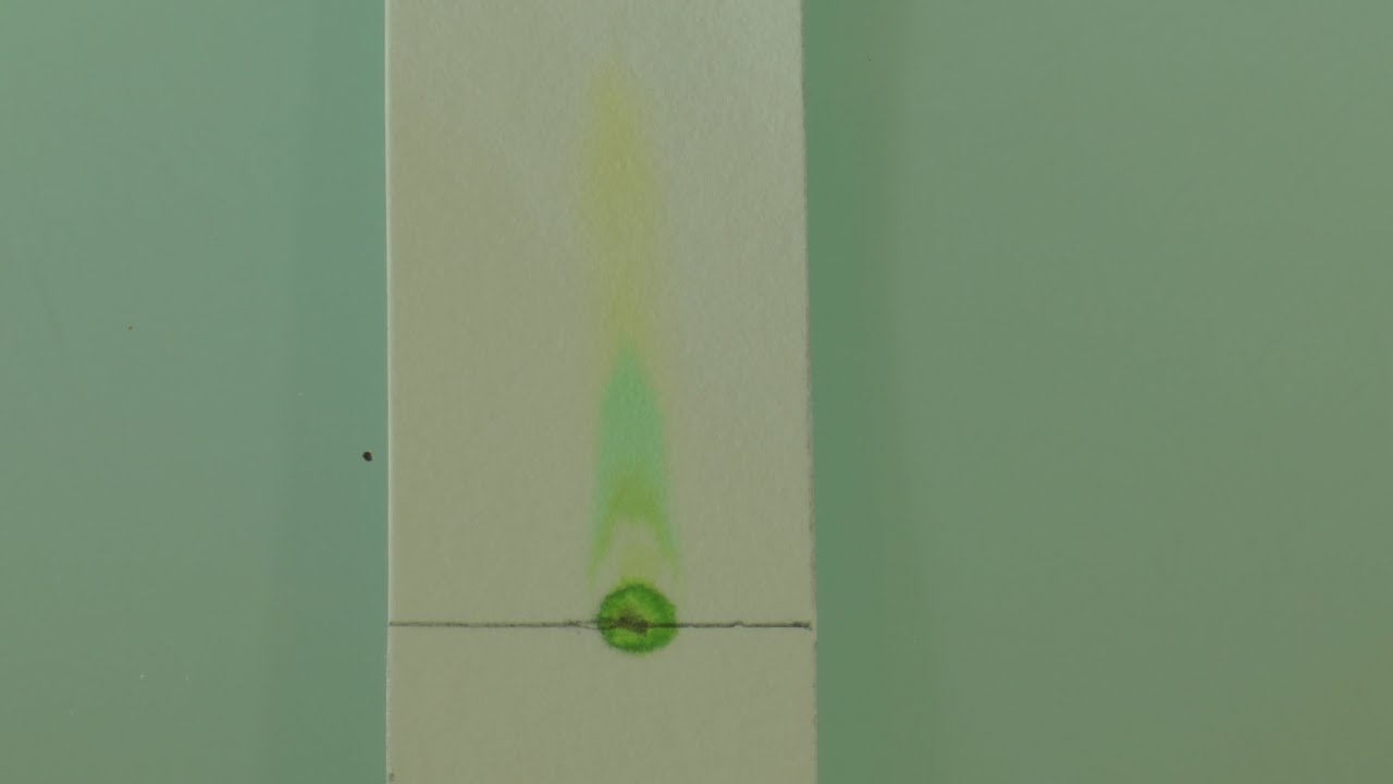 Chromatographie Pigments Chlorophylliens