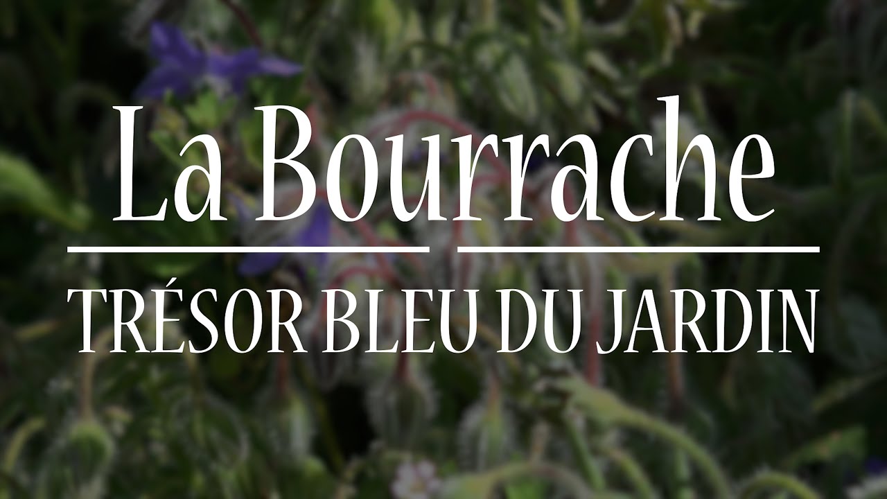 La Bourrache, trésor bleu du jardin #herboristerie #bourrache