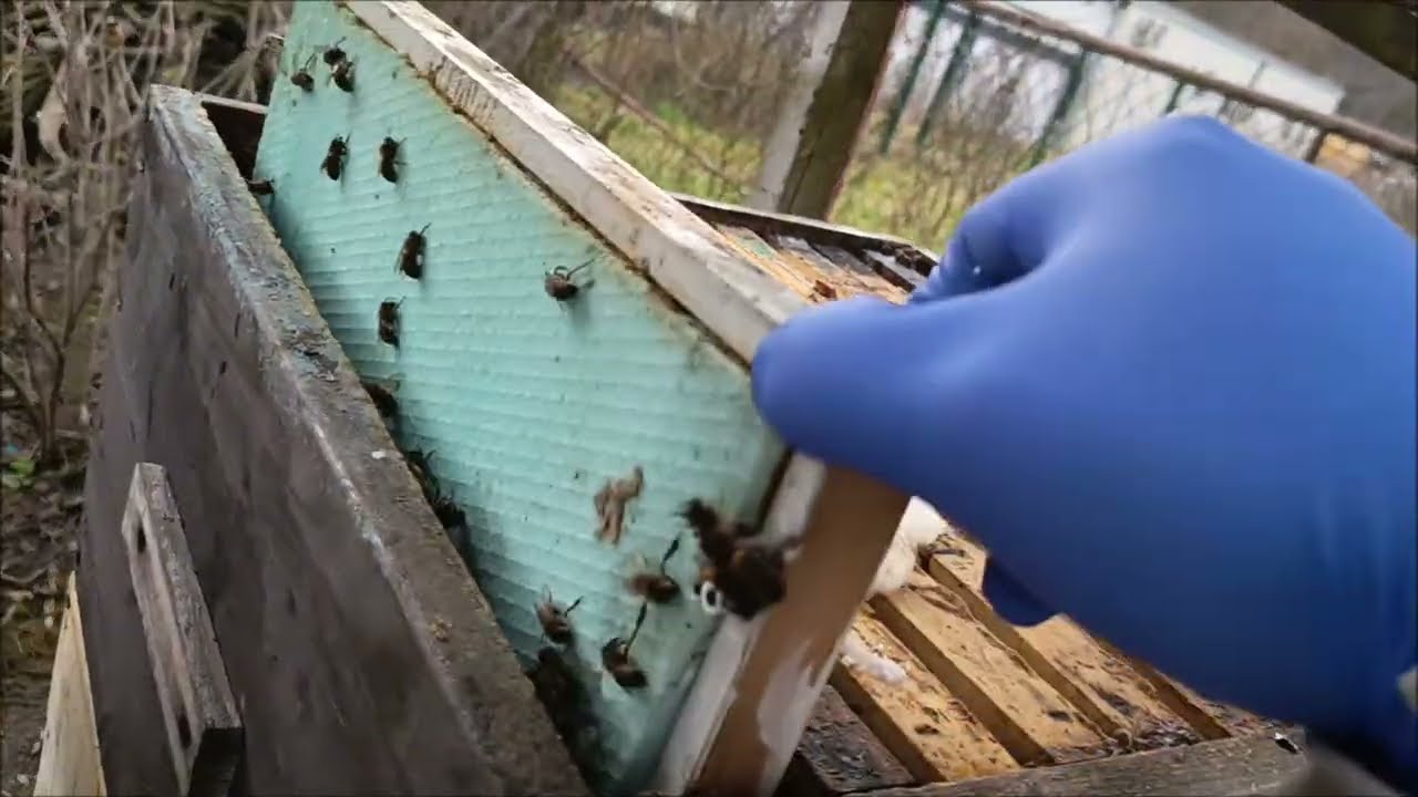 Jarní přikrmování včel a to jak těstem s bílkovinou, tak medocukrovým těstem.