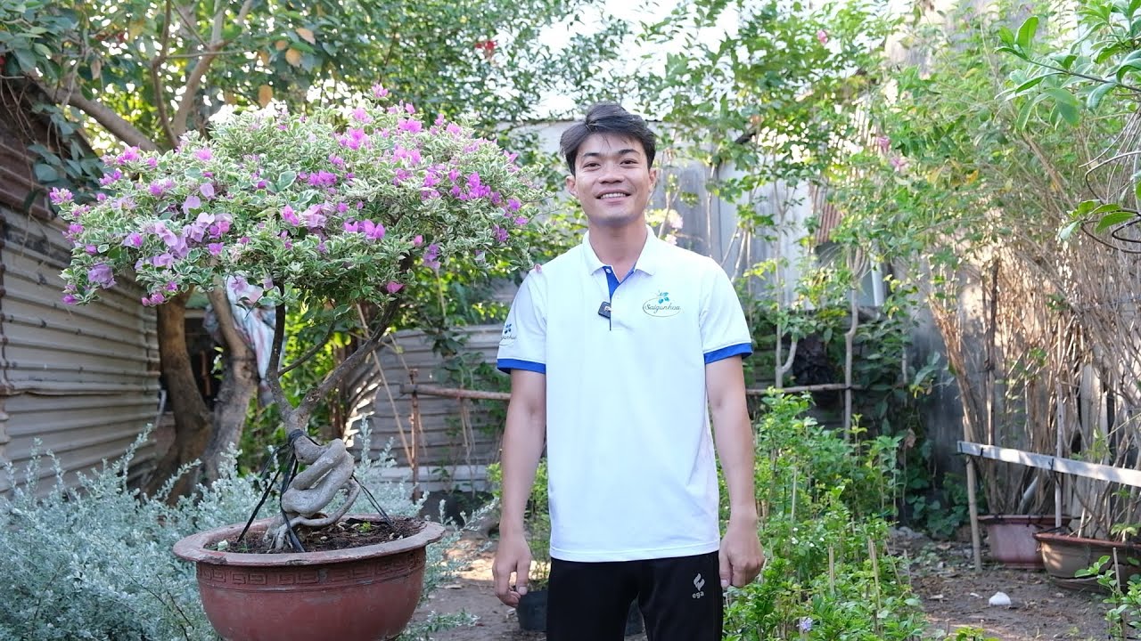 PHỤC HỒI CÂY HOA GIẤY SAU TẾT CHO CÂY KHOẺ MẠNH
