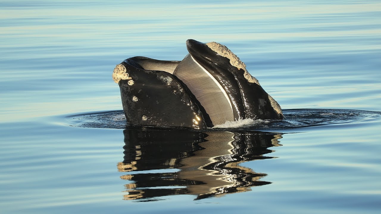 Amazing Drone Footage of a North Atlantic Right Whale Tagged off the Coast of VA