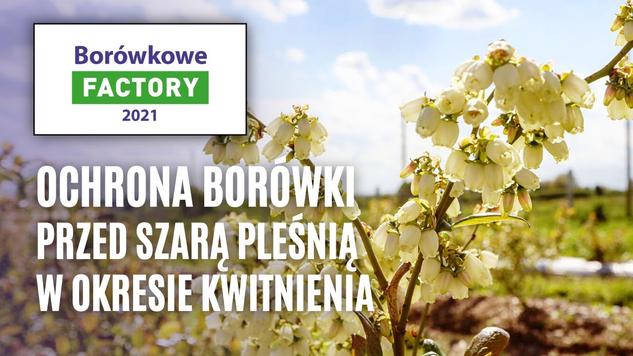 Ochrona borówki przed szara pleśnią w okresie kwitnienia