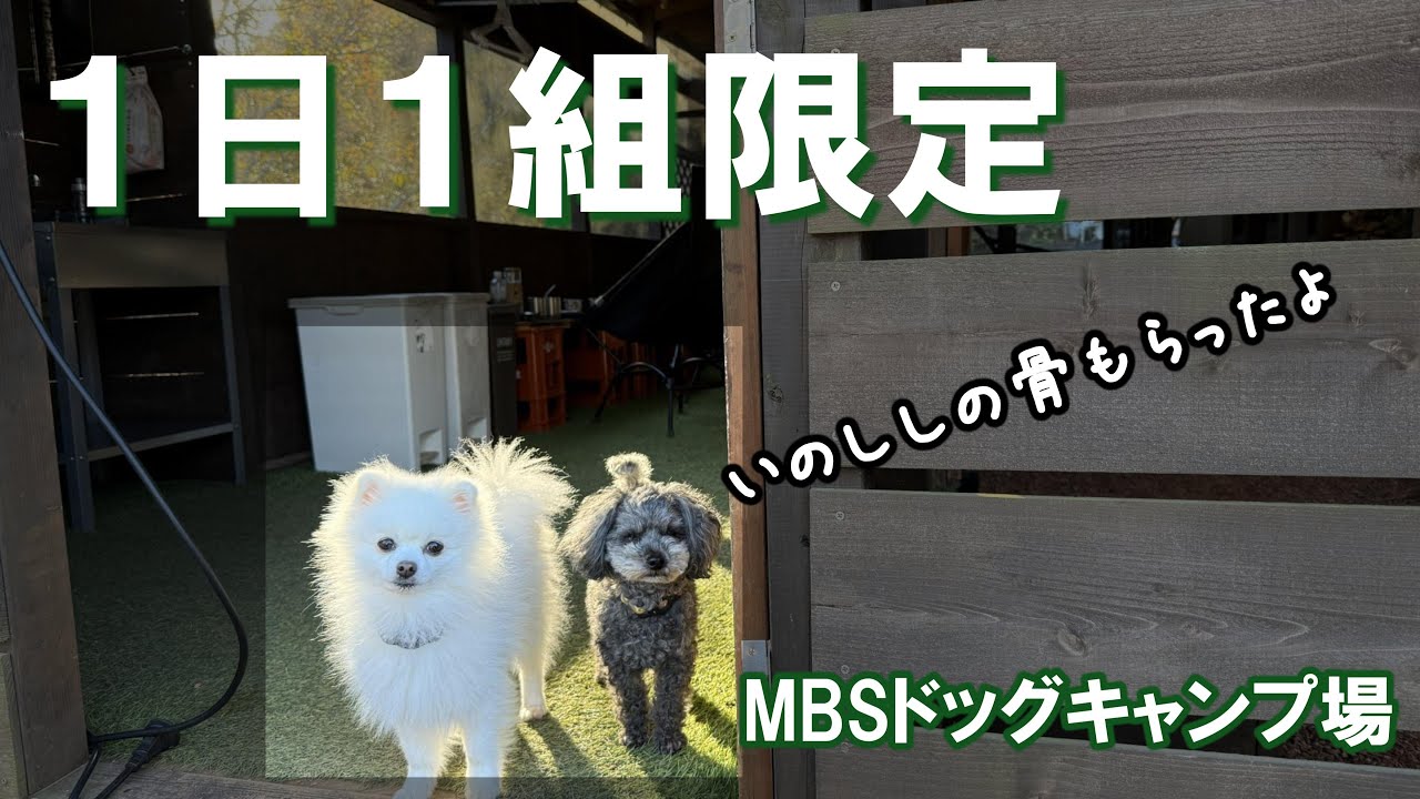 【犬とキャンプ】1日1組限定の高規格キャンプ場でお手軽キャンプと宴　MBSドッグキャンプ場