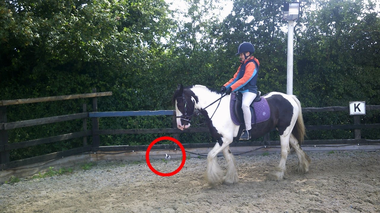 Nobody Can See All The Hidden Toy Horses!!! Optical Illusion!!! Brain Teaser!!! Fir Tree Farm