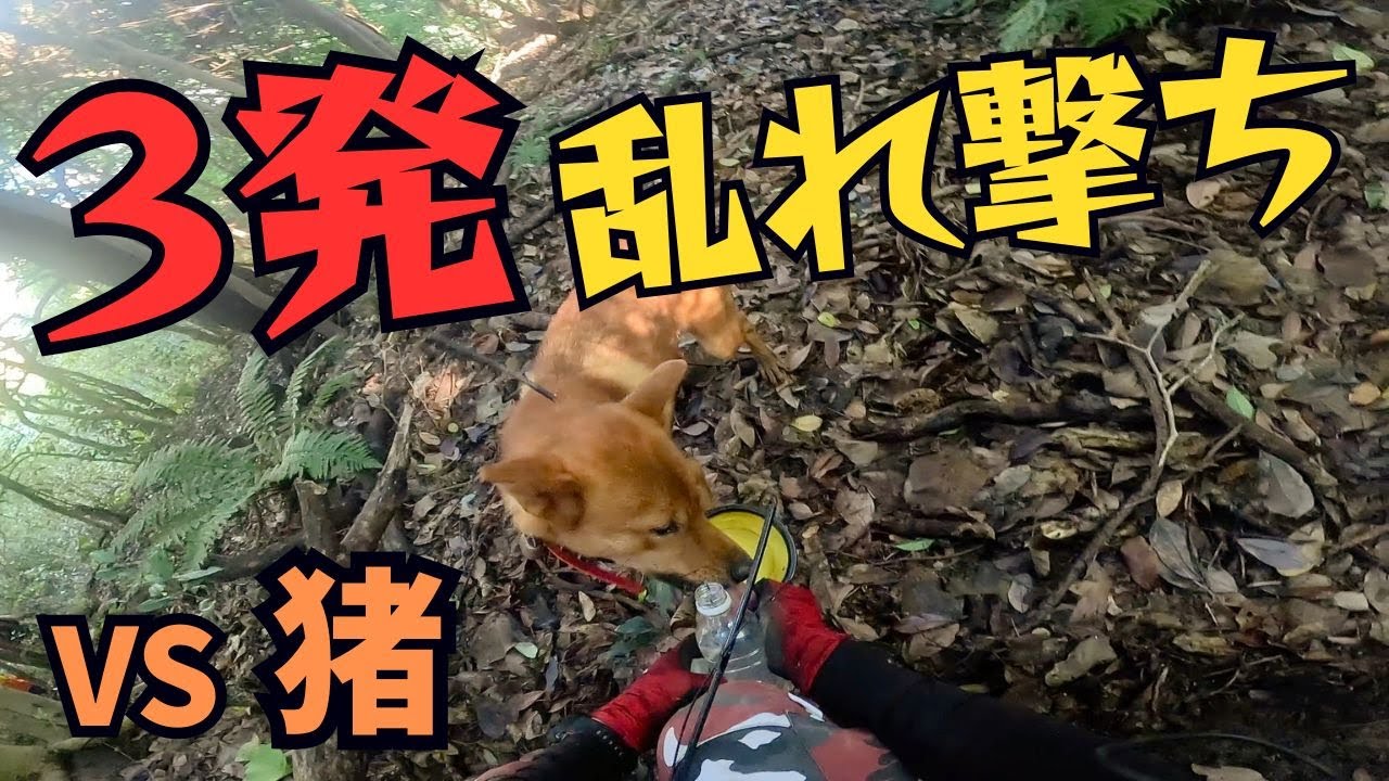 【山中に響く轟音】3発乱れ撃ちでイノシシ捕獲に挑む猟犬での有害鳥獣駆除活動！