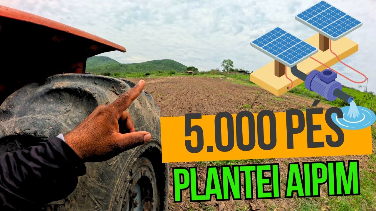 JÁ PLANTEI 5 MIL PÉS DE AIPIM ESSA SEMANA || A meta é chegar a 10 mil