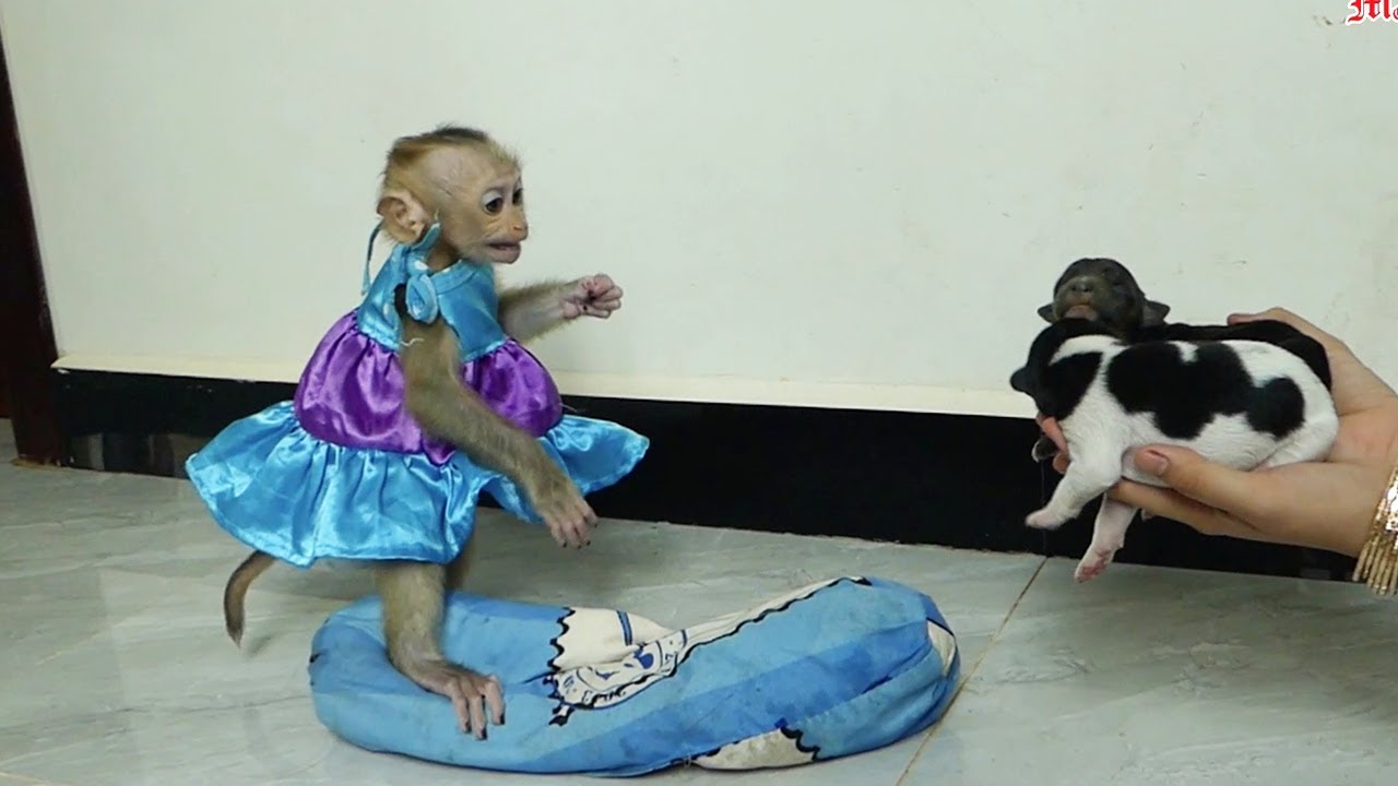 Wow Jenna Scare Puppies She Standing Run Escape