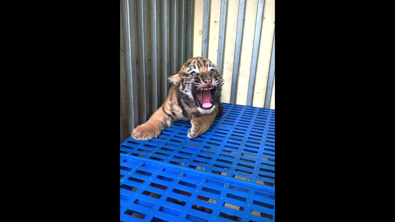 Young but fierce tiger