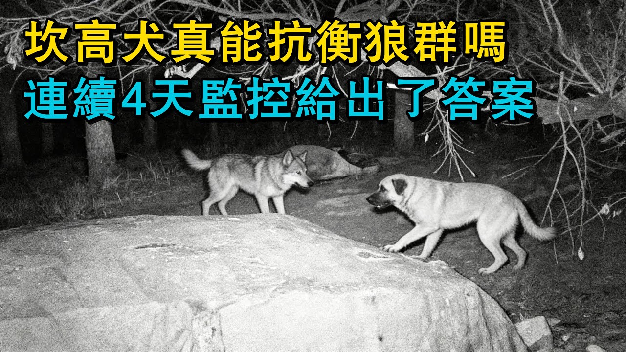 坎高犬真的能抗衡狼群嗎？連續4天監控給出了答案！實拍防狼項圈，焊滿尖鐵絲，狼再兇也不敢鎖喉！一條狗圍著院子裏菜園不停狂奔，那誰知道這是為什麽？
