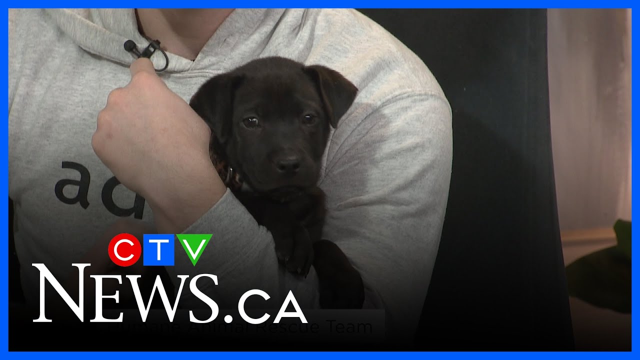 Need for animal rescue not slowing down in 2026