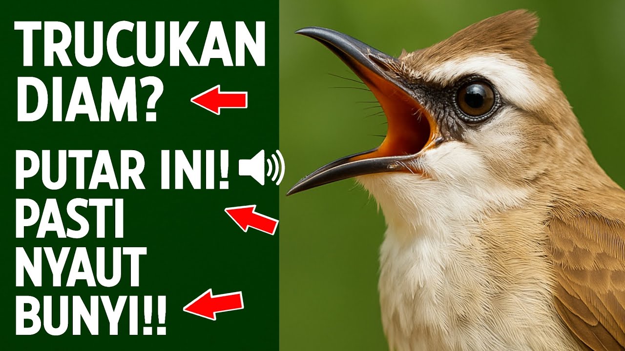 Suara trucukan gacor ropel ngalas buat pancingan trucukan agar bunyi jadikan burung trucuk gacor