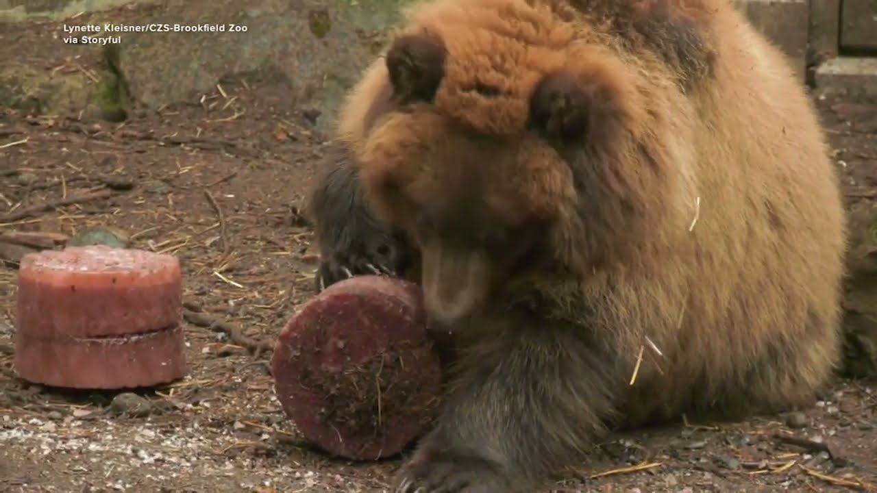 Orphaned Alaskan bear cubs find new home at Brookfield Zoo
