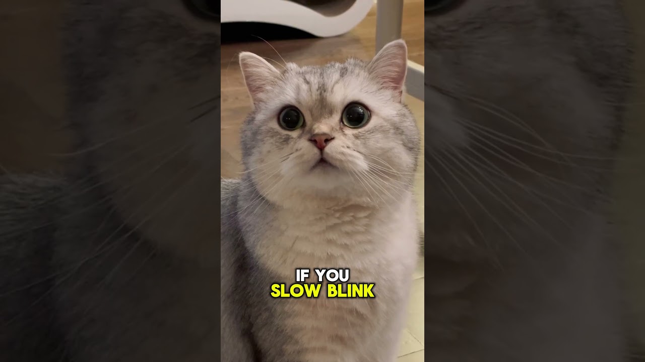 What Your Cat&rsquo;s Slow Blink Really Means 🐱👀💖