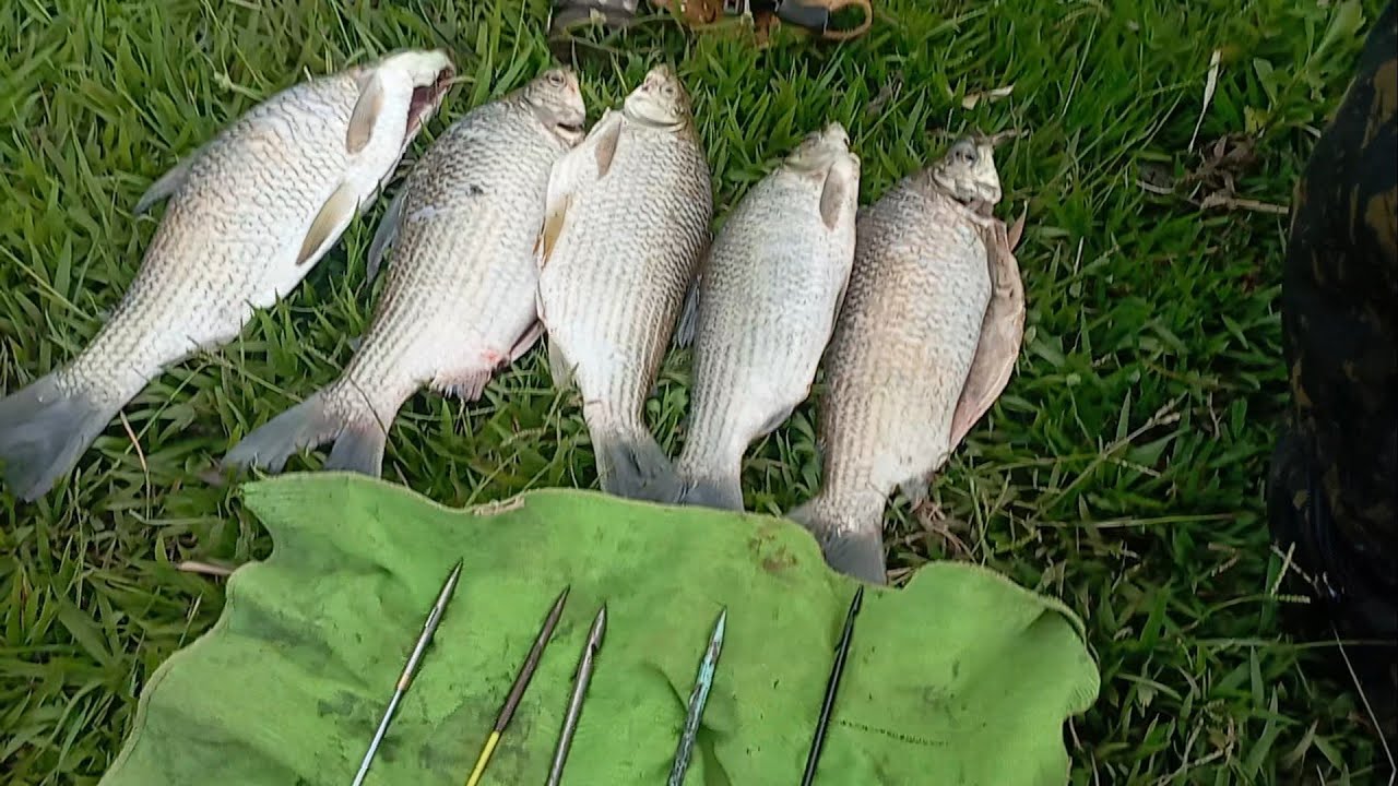 UM PEIXE POR SETA , TEMPORADA COMEÇOU PESCA COM ESTILINGUE SLINGSHOT FISHING 🇧🇷