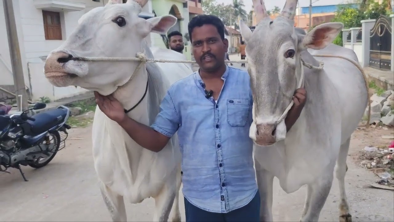 ಮೂಗೂರು ಬಂಡಿ ಜಾತ್ರೆ ತಯಾರಿ ಆಗುತ್ತಿರುವ ಆನಂದ ಶುದ್ಧವಾದ ಹಳ್ಳಿಕಾರ್ ಎತ್ತುಗಳ 