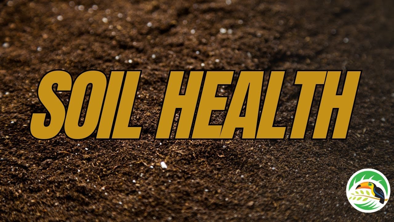 Soil Health 101 | How to Improve Clay Soil for a Healthier Lawn