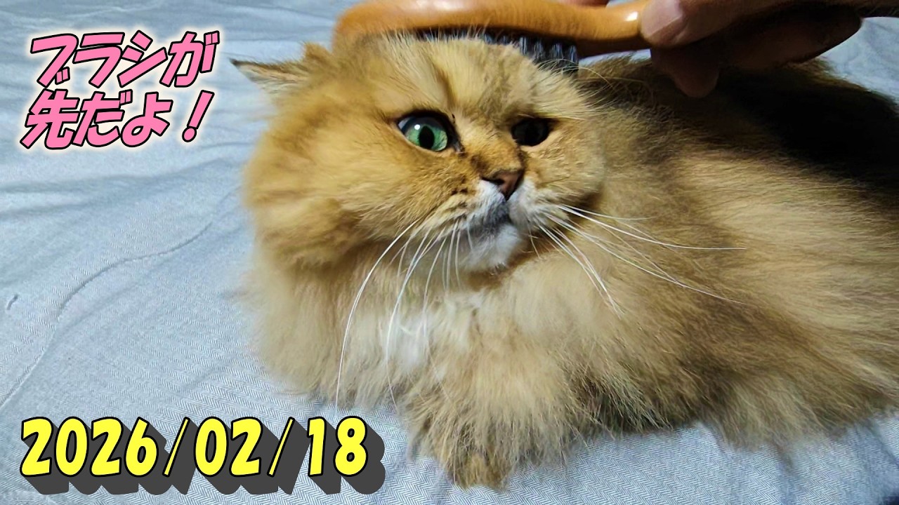 草や朝食は後にしてブラッシングしてもらうひとみ　Persian cat Hitomi's relaxing days　2026/02/18