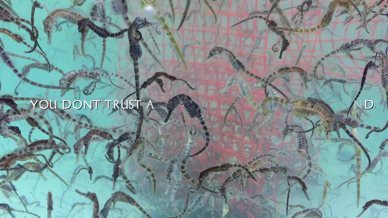 Augie March - Fake Jive (Lyric Video)