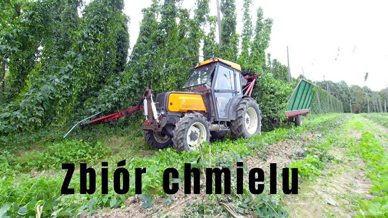 Zbiór chmielu 2019 ☆ Hopfenernte ☆ Foto-Farmer
