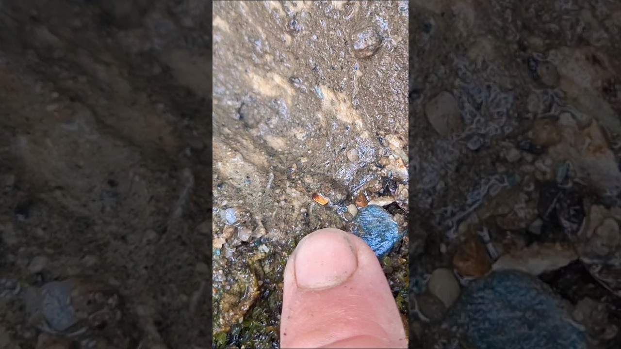 First visible gold of the season! #goldpanning #prospecting #britishcolumbia #mining #bedrock #gold