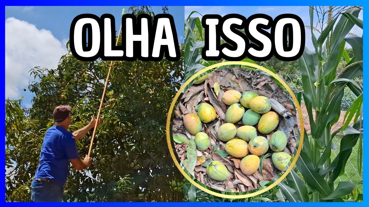ISSO AQUI JÁ É FARTURA, Olha Só | Vida Simples | Chácara do Zero | Simplicidade na Roça